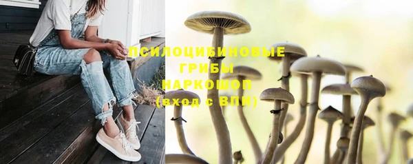 сатива Арсеньев